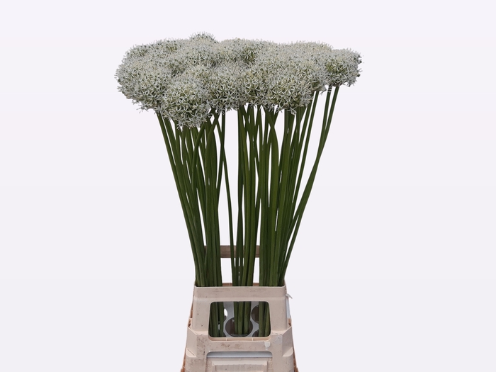 <h4>ALLIUM MOUNT EVEREST</h4>