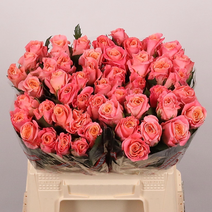 <h4>R GR MISS PIGGY+</h4>