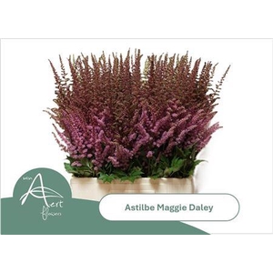 Astilbe Maggie Daley