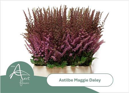 <h4>Astilbe Maggie Daley</h4>