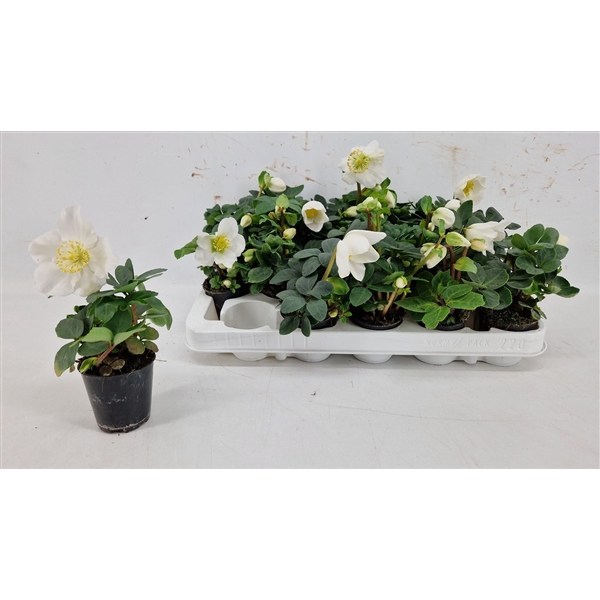 <h4>Helleborus Christmas Carol 6 cm L</h4>