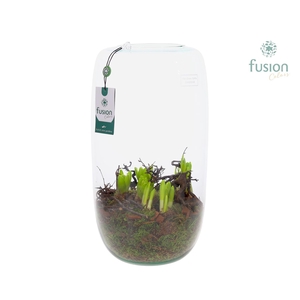 Green Bottle Isabella XXLarge met Bollenmix