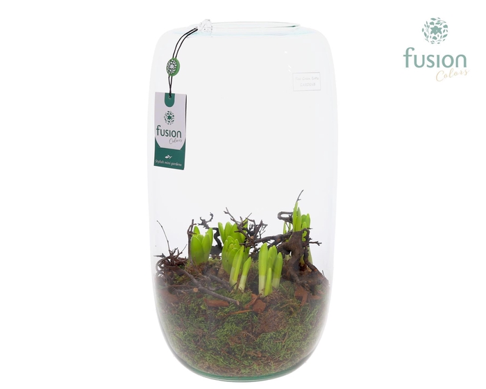 <h4>Green Bottle Isabella XXLarge met Bollenmix</h4>