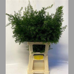 Asp Dens Cwebe 70 Cm