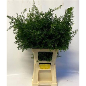 Asp Dens Cwebe 70 Cm