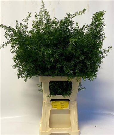<h4>Asp Dens Cwebe 70 Cm</h4>