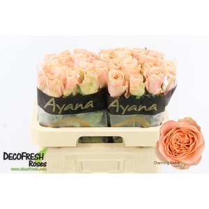 R Gr Charming Reeva Ayana