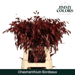 Chasmanthium L70 Bordeaux