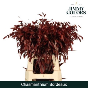 Chasmanthium L70 Bordeaux