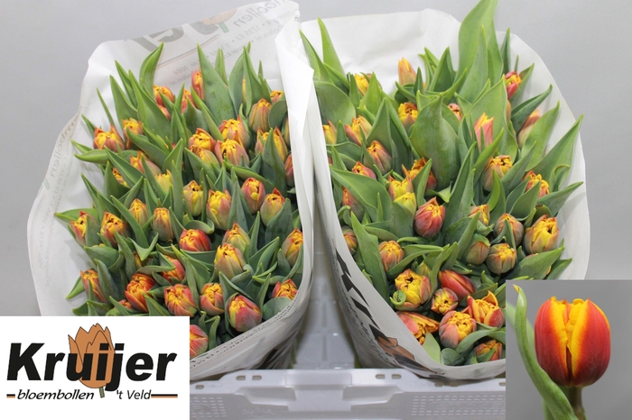 <h4>TU DU ATLAS</h4>