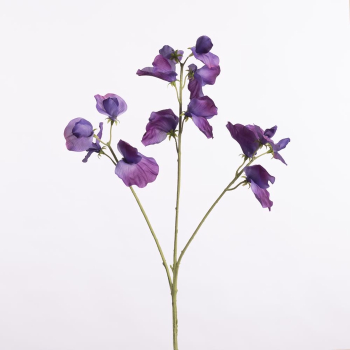 <h4>AF Lathyrus Sprx3 L66cm Purple</h4>