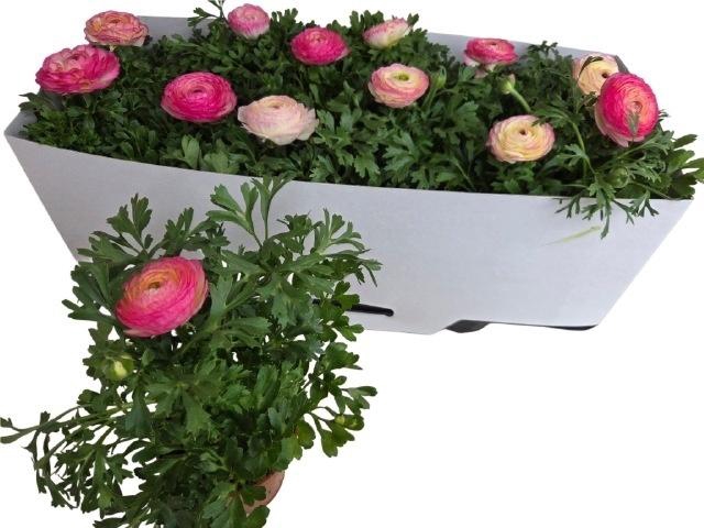 arr8 Ranun Sprink Vio Bic