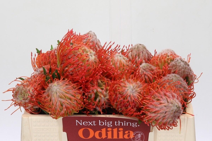 <h4>LEUCO CO TANGO</h4>