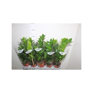 Zamioculcas Zamiifol 3+