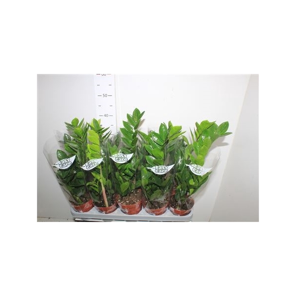 <h4>Zamioculcas Zamiifol 3+</h4>