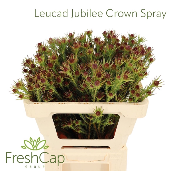 <h4>Leucad Jubilee Crown</h4>