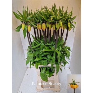 Frit Imp Paradise Beauty