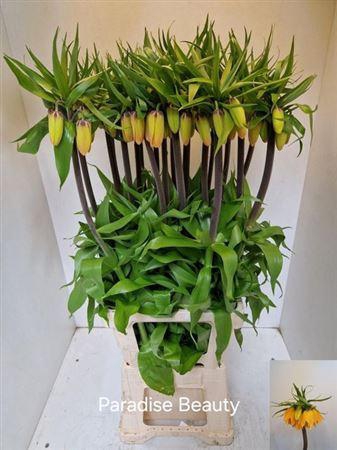 <h4>Frit Imp Paradise Beauty</h4>