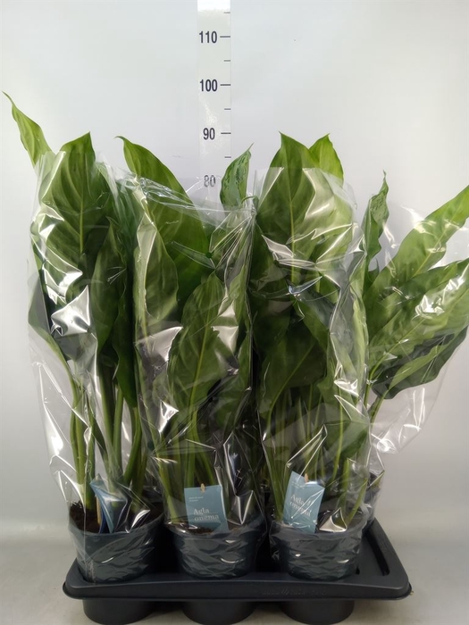 <h4>Aglaonema  'B.J. Freedman'</h4>