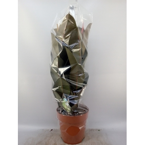 Ficus elastica 'Abidjan'