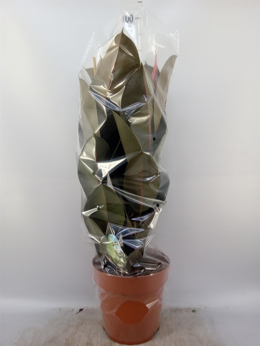 <h4>Ficus elastica 'Abidjan'</h4>
