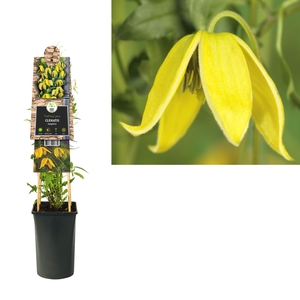 Clematis tangutica +3.0 label