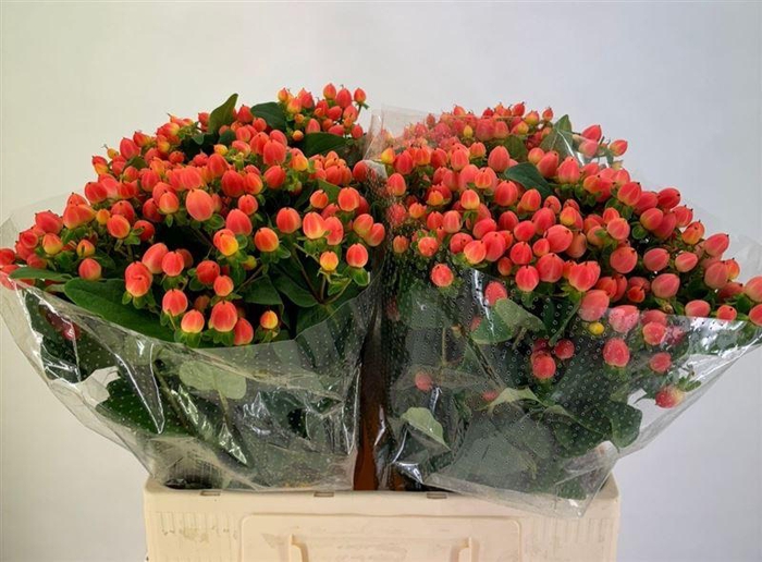 <h4>Hyp Mag Roy Princess</h4>