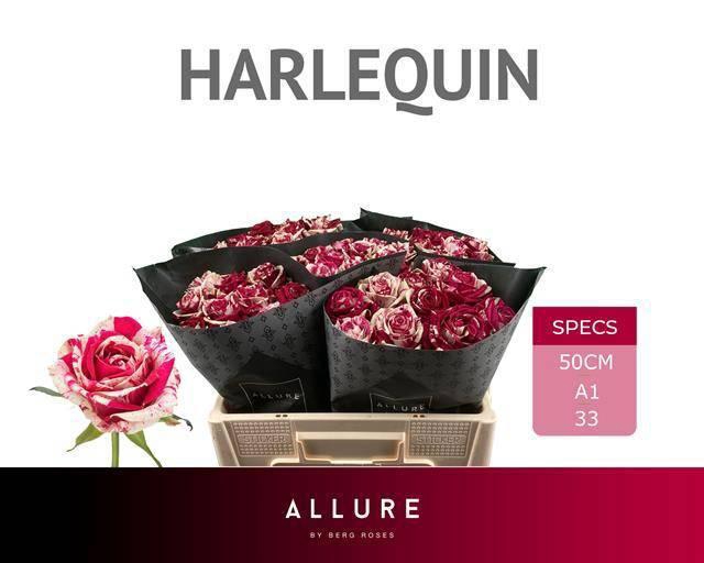 <h4>R GR HARLEQUIN</h4>