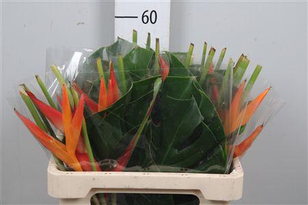 <h4>Heliconia Boeket</h4>