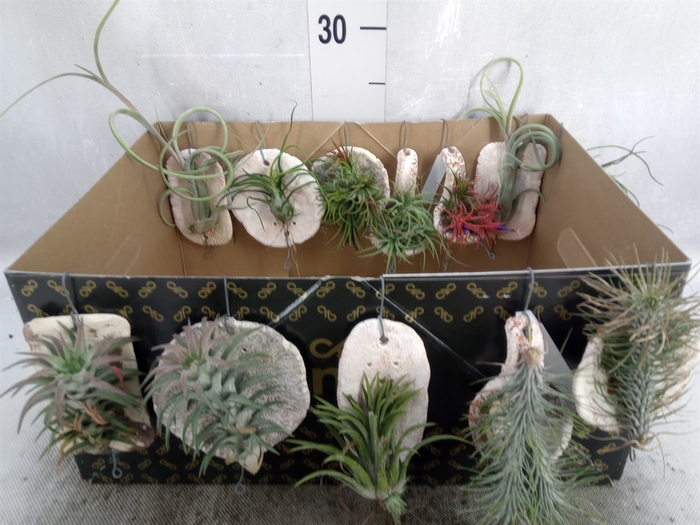 Tillandsia ionantha