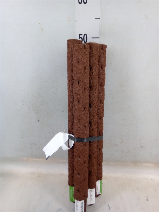 <h4>Decoratie  ..Klimstok composteer H%</h4>