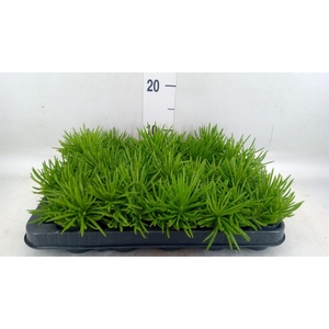 Senecio archeri 'Himalaya'