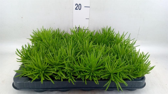 <h4>Senecio archeri 'Himalaya'</h4>