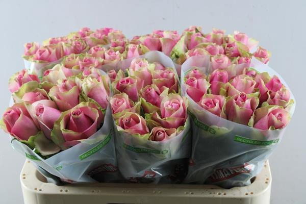 <h4>R Gr Bellevue L 60</h4>