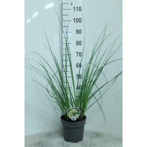 Cortaderia sell. 'Pumila'
