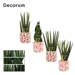 Sansevieria Cylindrica 12 cm Mix in Julia (Deco-collection)