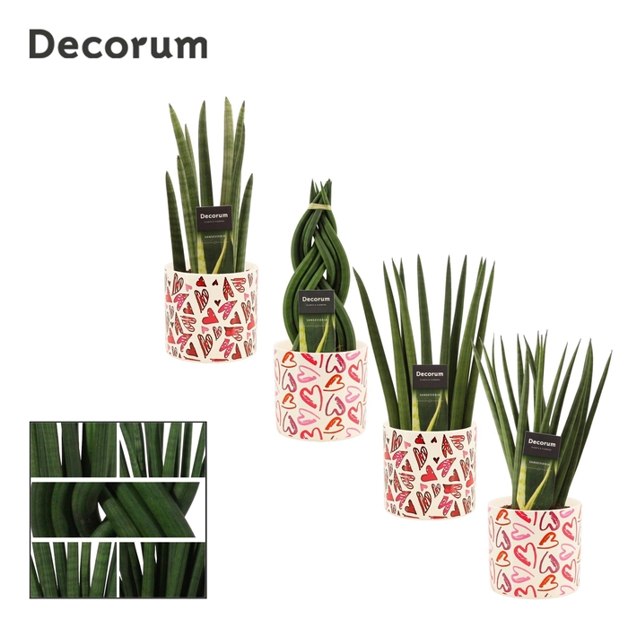 <h4>Sansevieria Cylindrica 12 cm Mix in Julia (Deco-collection)</h4>