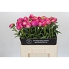 Paeonia Glory Hallelujah