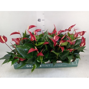 Anthurium 'Banderola Roja'