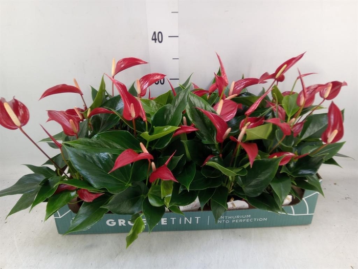 <h4>Anthurium 'Banderola Roja'</h4>