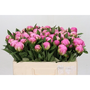 Paeonia Dr A Fleming