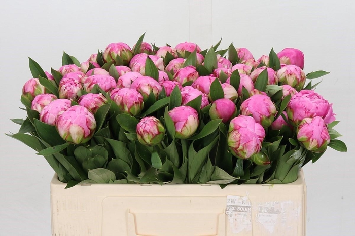 <h4>Paeonia Dr Alexander Fleming</h4>