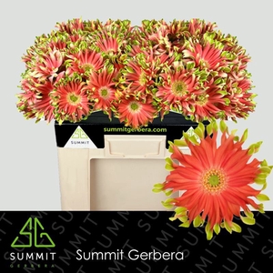 Gerbera Pastini Rivello Water