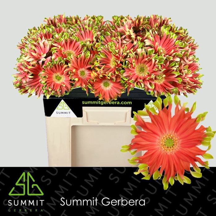 Gerbera Pastini Rivello Water