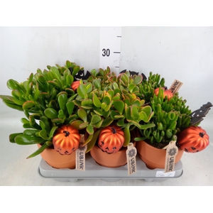 Crassula   ...mix