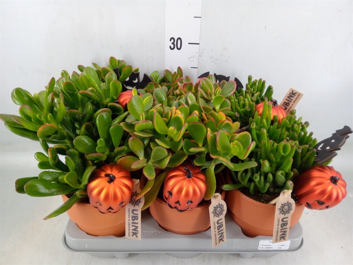<h4>Crassula   ...mix</h4>