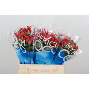 Hyp Coco Rio Rood
