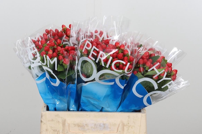 <h4>Hyp Coco Rio Rood</h4>