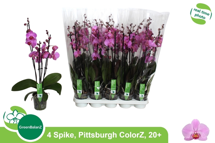 <h4>PHAL AN PITTSBURGH</h4>