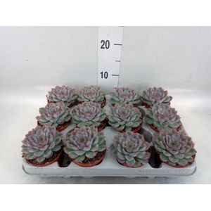 Echeveria  'Hercules'